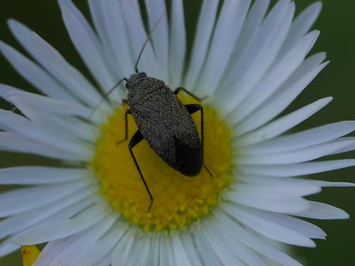 Réf. 208 797 : Lepidargyrus ancorifer